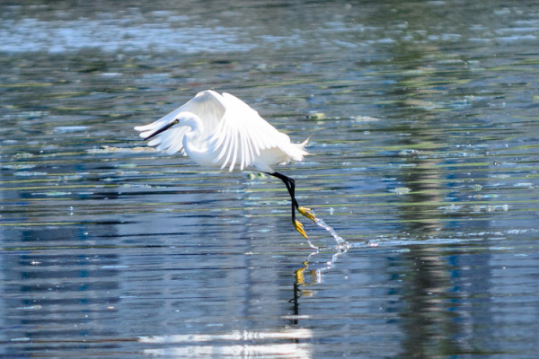 Egreta mergând pe apă