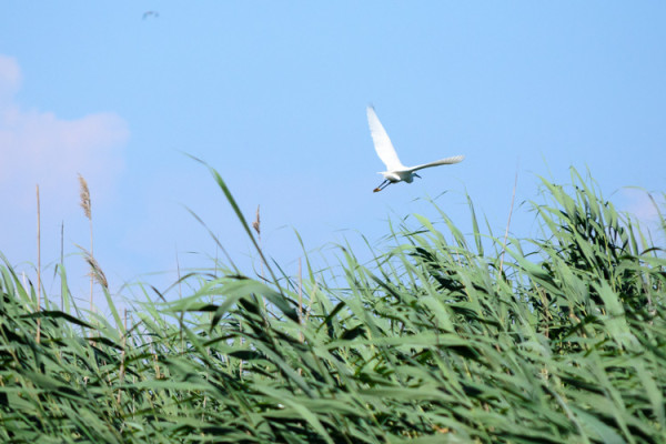 Egretă în zbor